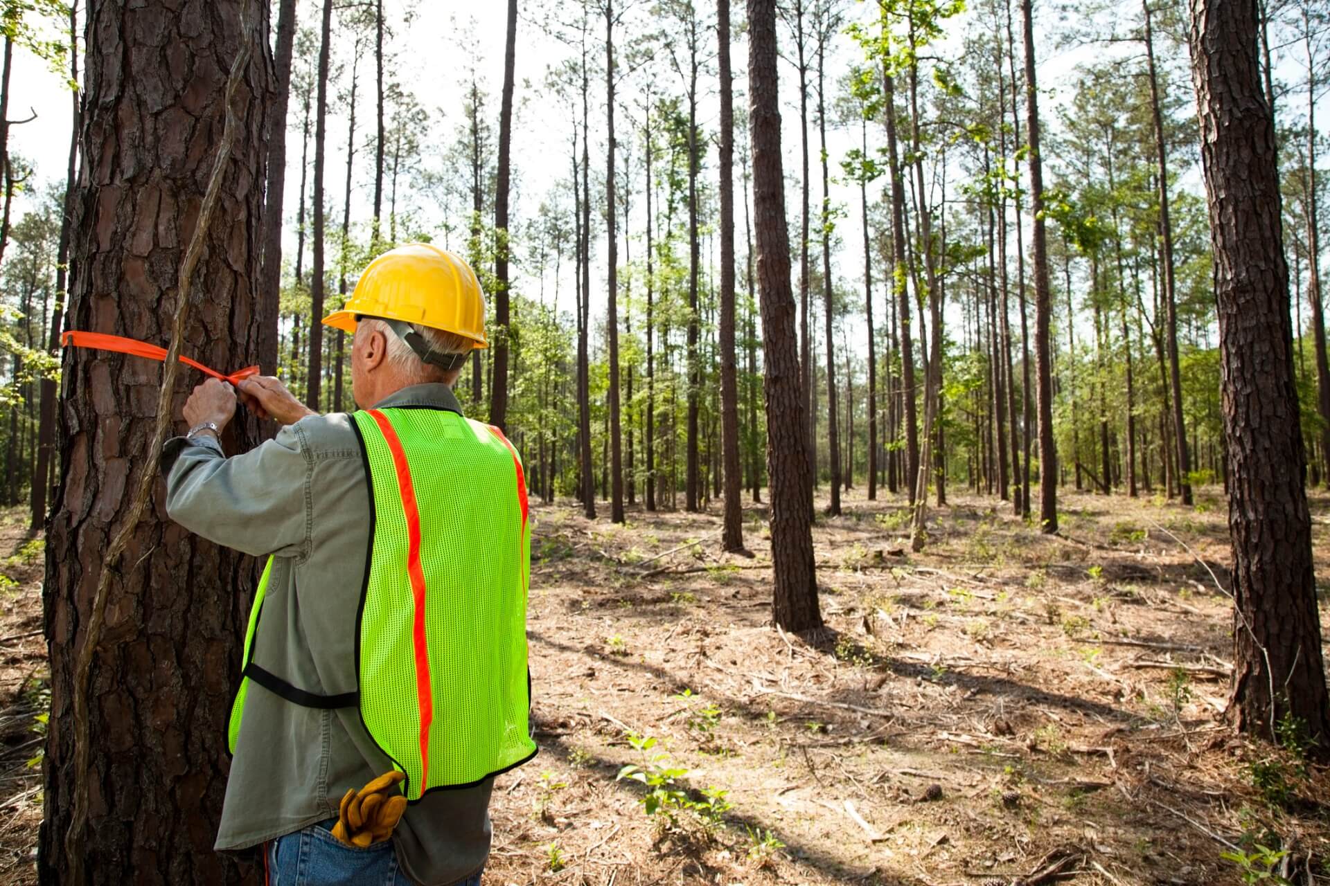 Forester - Economic Relief in Reforestation