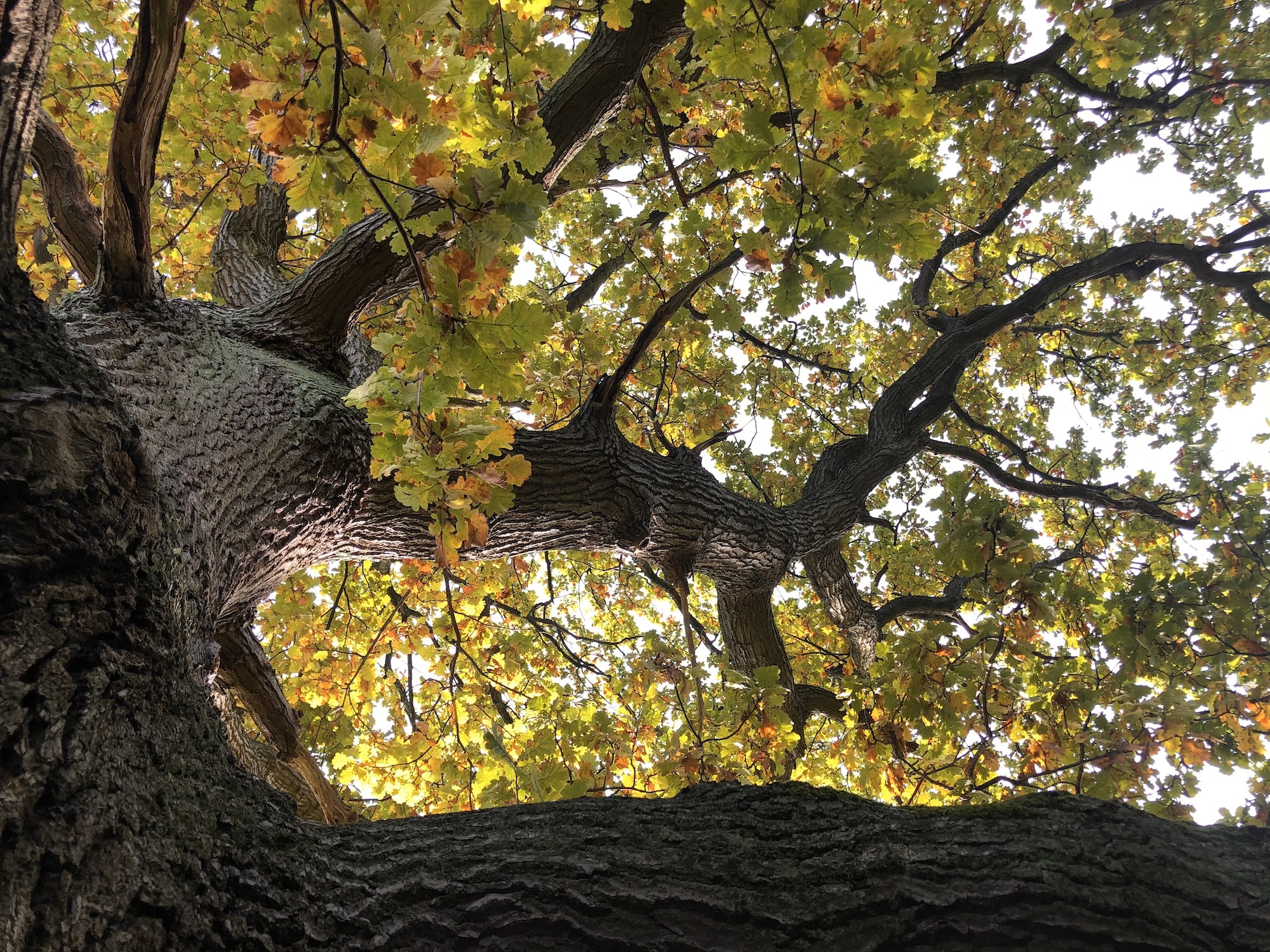 Old oak tree low angle view